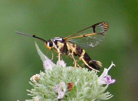Dogwood Borer